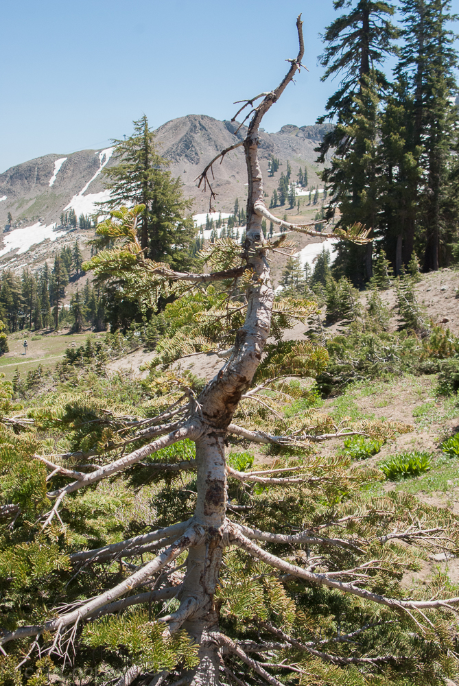 Squaw Valley July 2016-4