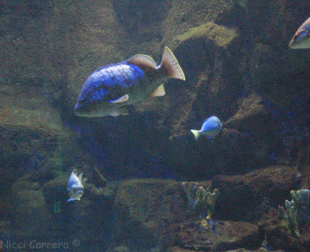 Birch Aquarium-8