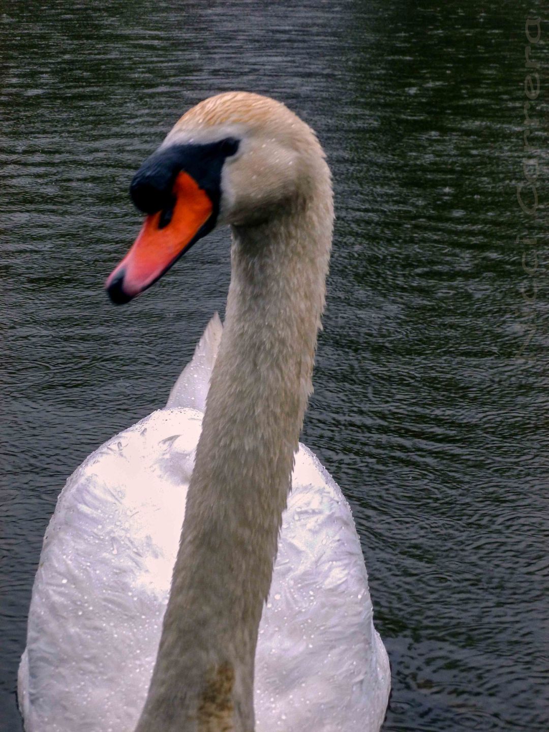 Swan.jpg