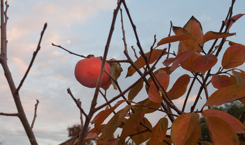 fruit-and-tree-at-sunset-1