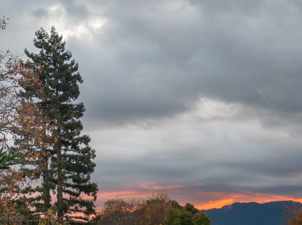 redwood-at-sunset-1