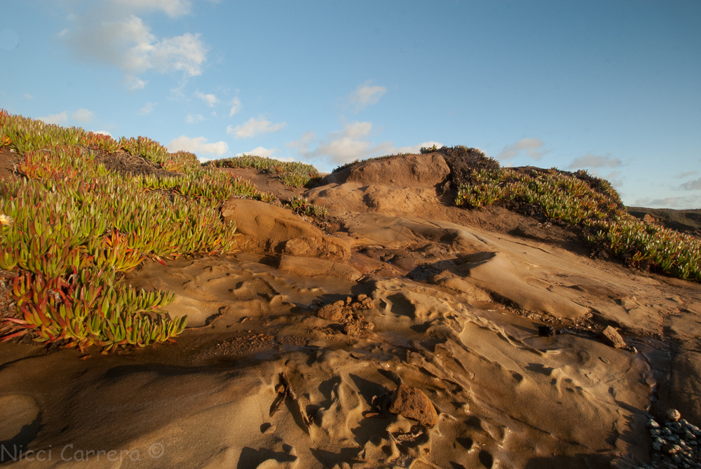 bean-hollow-december-4