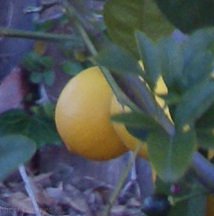 lemon-1