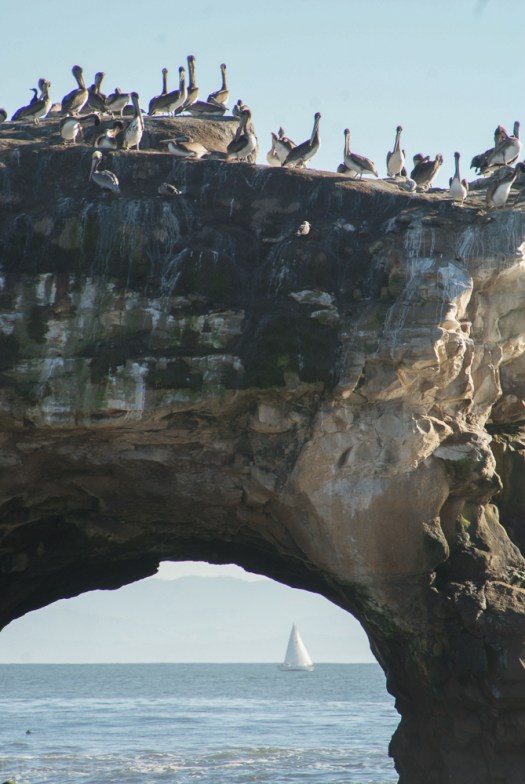 natural-bridges-santa-cruz-19