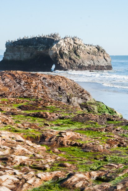 natural-bridges-santa-cruz-22