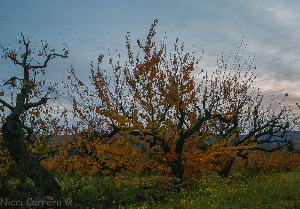 sunset-orchard-and-oak-2