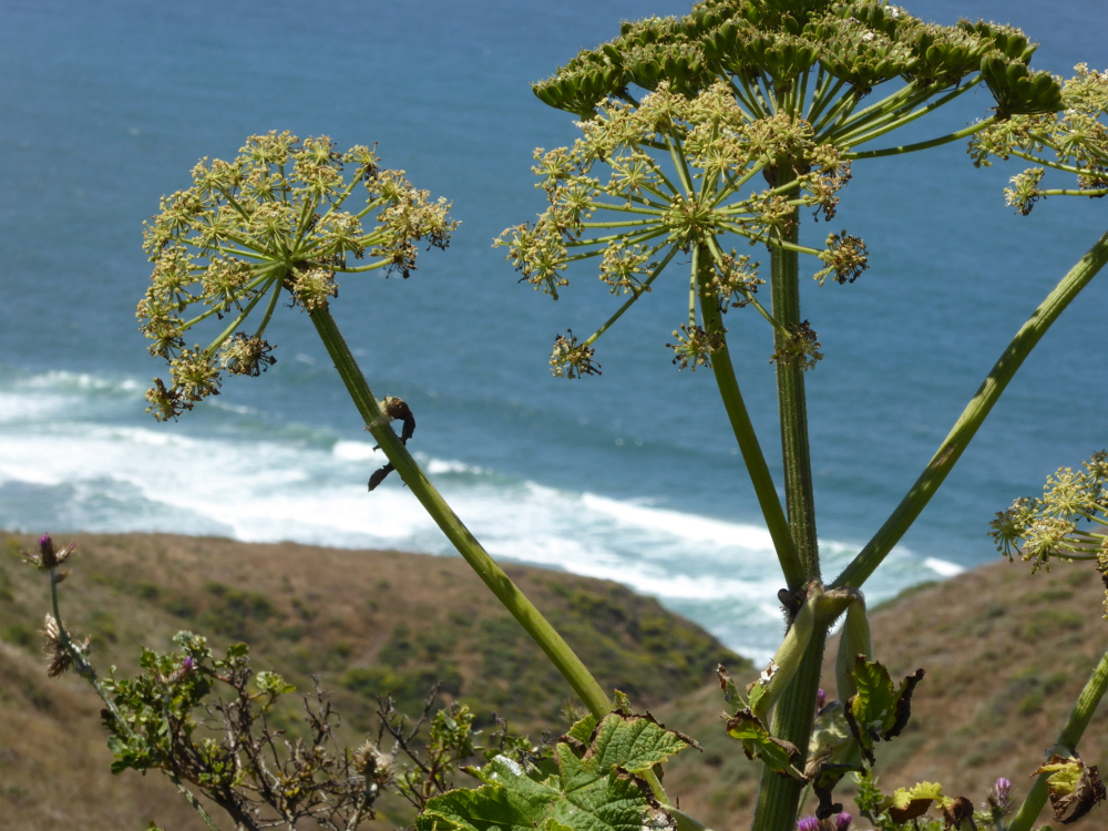 20170614_OceanScape1_P1150398