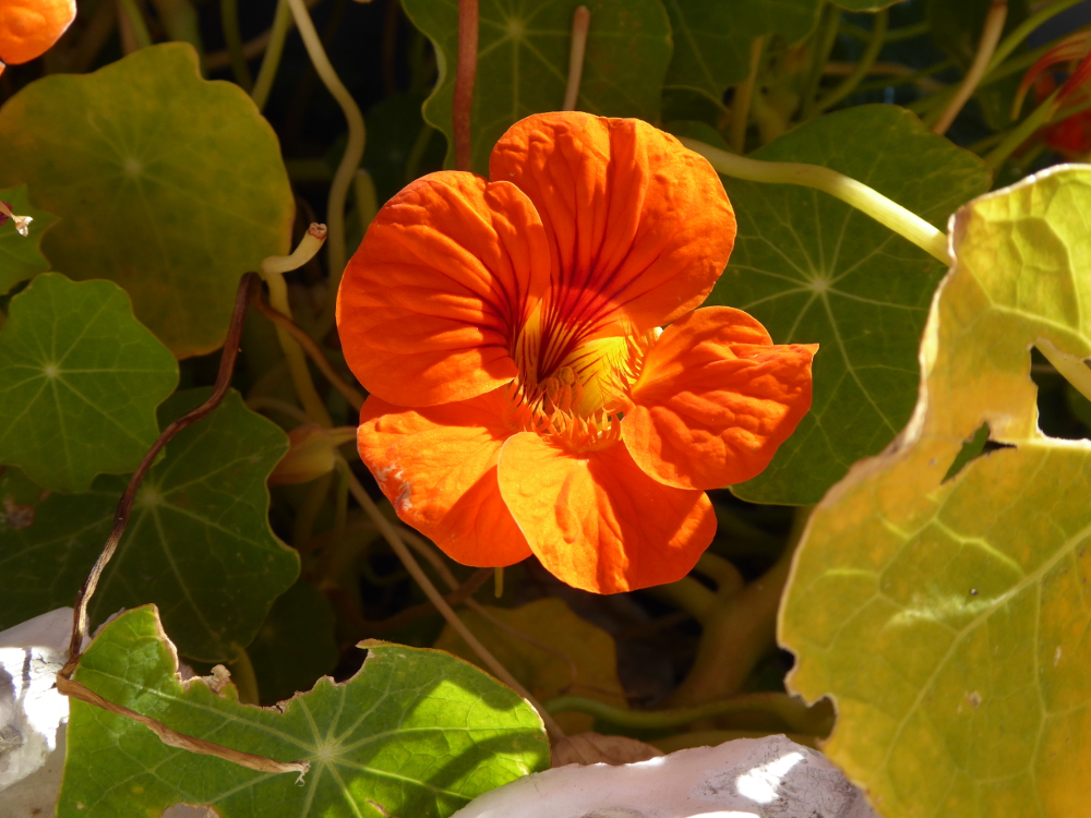 20170614_Poppy_Cultivated_P1150386