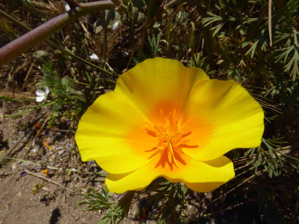 20170614_Poppy_P1150447