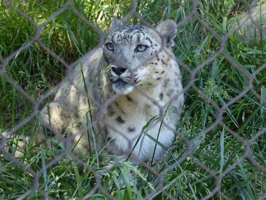 4_29_2017_San_Diego_Zoo_P1140610