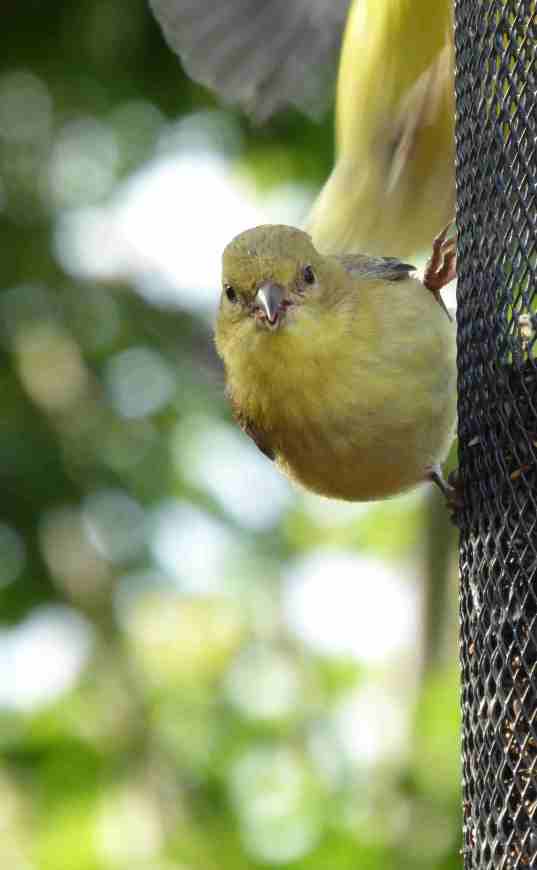 Finch with one landing