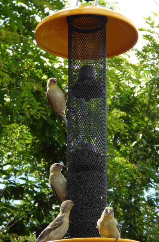 Finches_6_P1150351