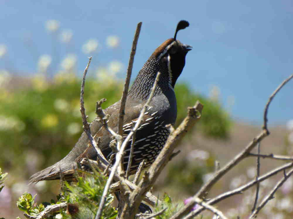 Quail_P1150470