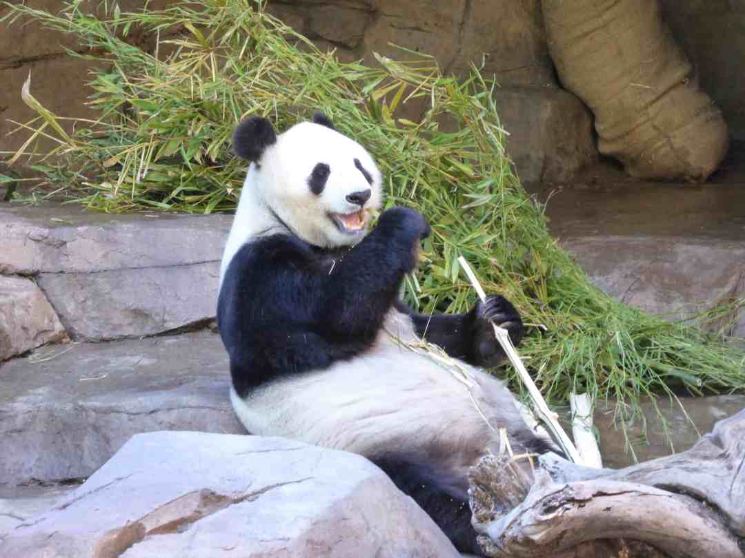 Xiao Liwu 1 P1140751