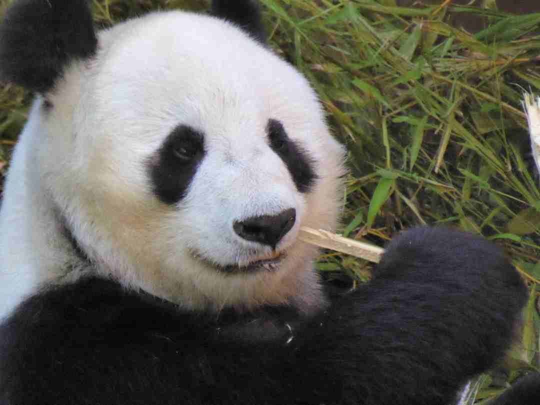 Xiao Liwu 2 P1140771