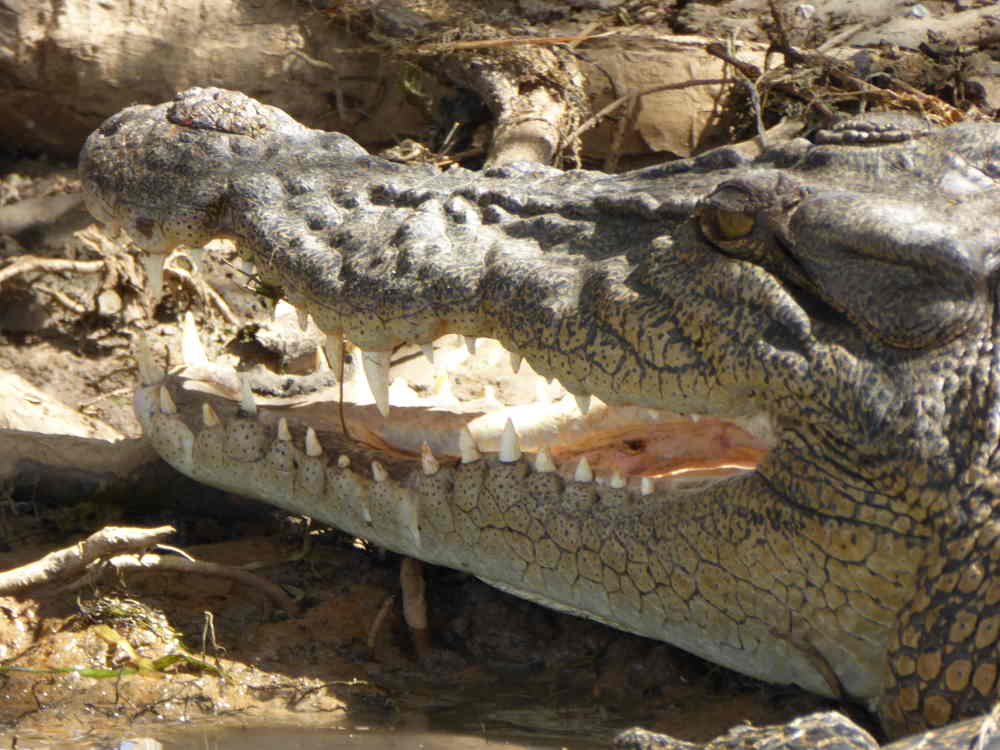 Croc_up_close_2_P1150977