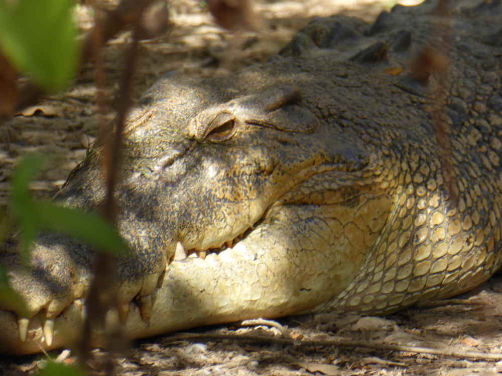 Croc_up_close_P1160171