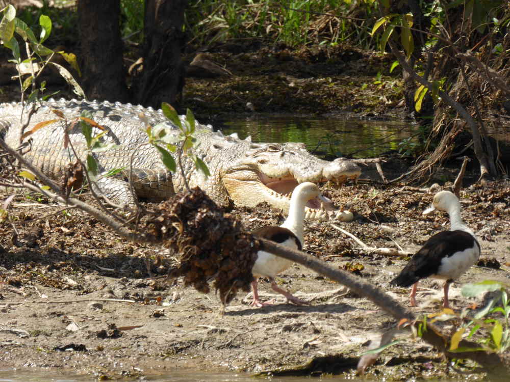 Croc_with_bird_in_mouth_P1160085