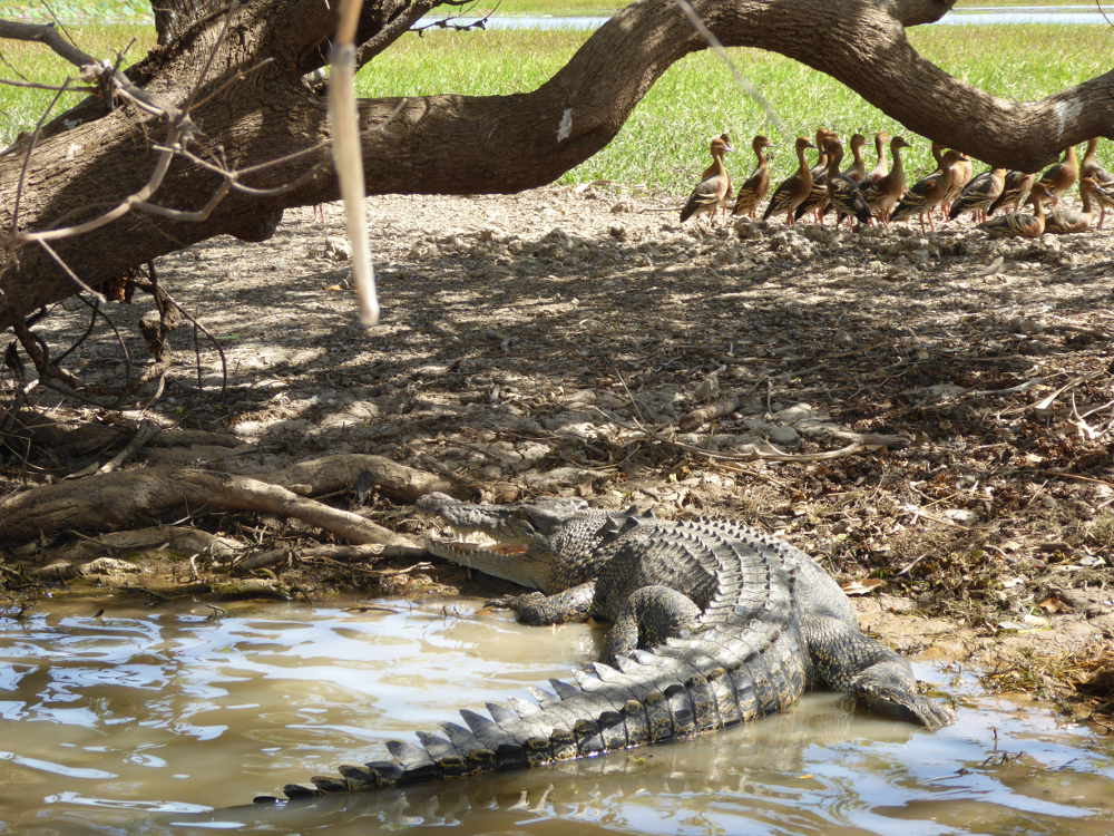 Croc_with_whistling_ducks_2_P1150957