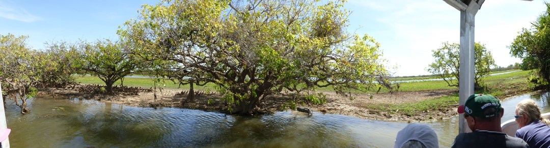 Our_first_Croc_sighting_P1150953