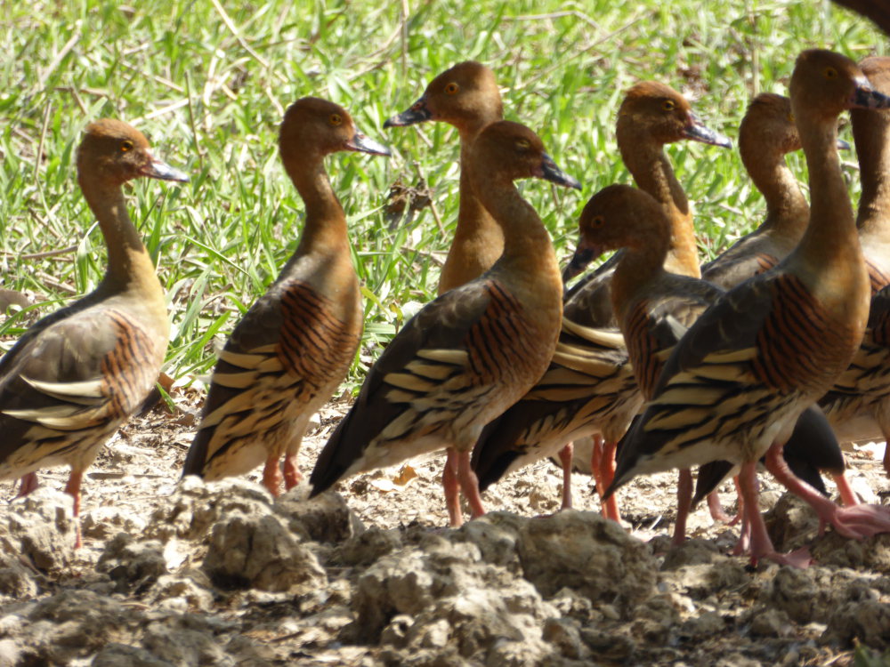 Plumed_whistling_duck_2_P1150982