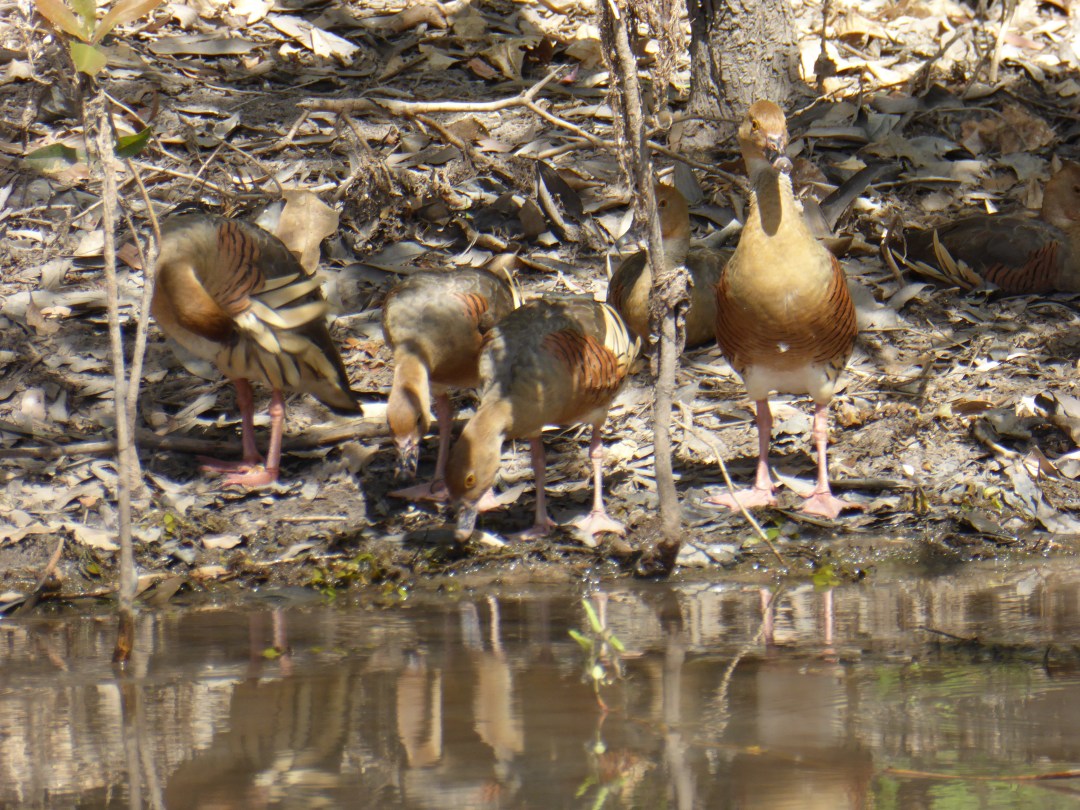 Plumed_whistling_duck_P1150943