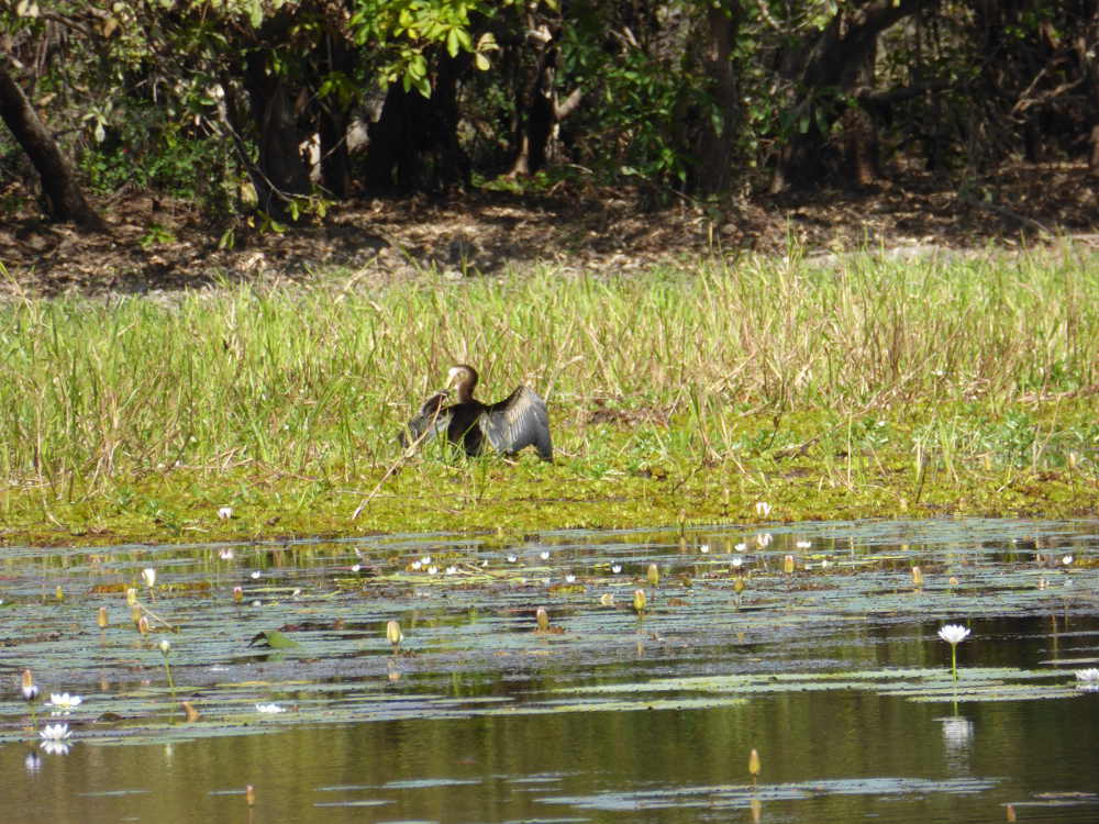 Snake_Neck_Darter_drying_wings_P1150999