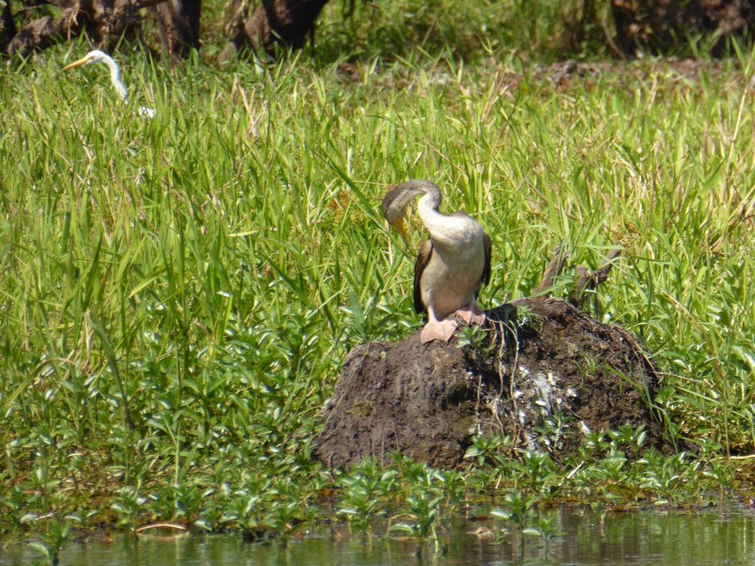 snake_necked_darter_P1150991