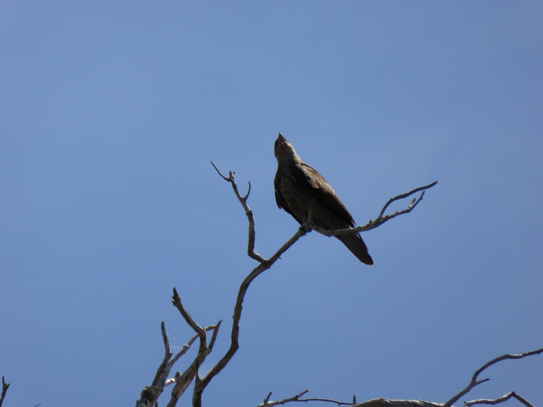 whistling_kite_P1150938