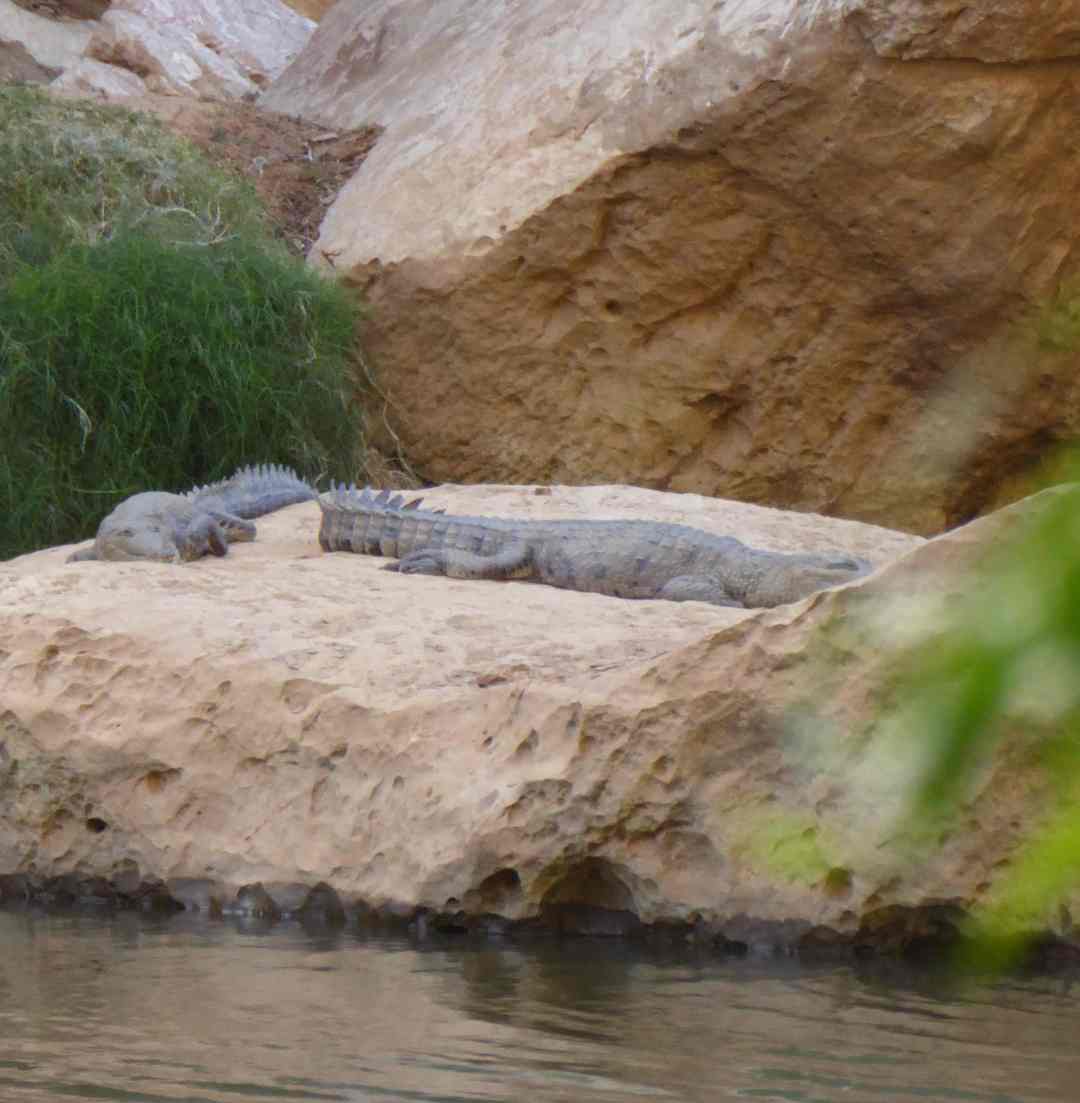 Windjana_Gorge_2_P1170189