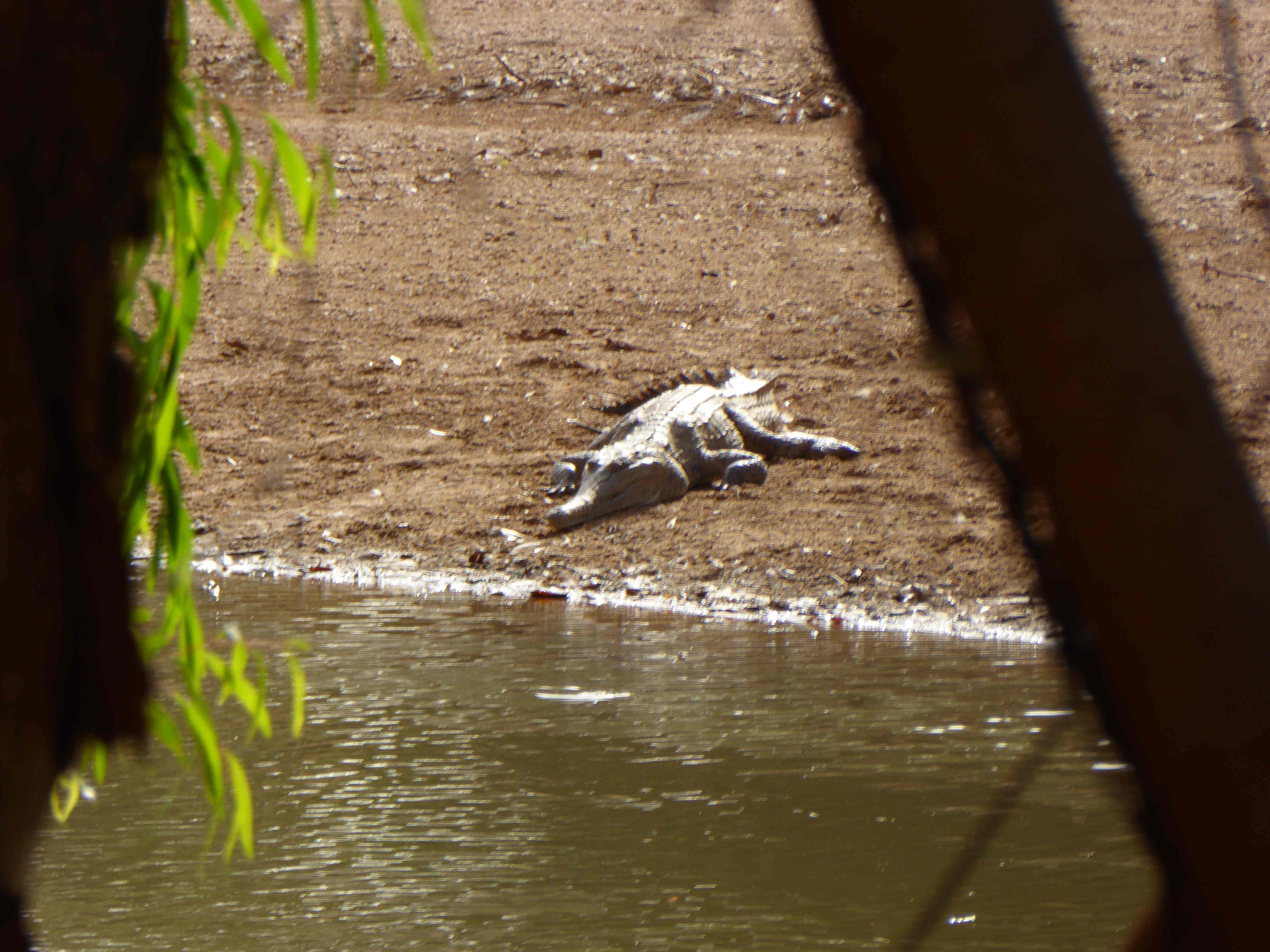 Windjana_Gorge_7_P1170150