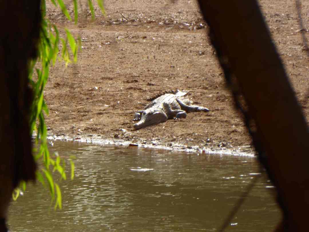 Windjana_Gorge_7_P1170150