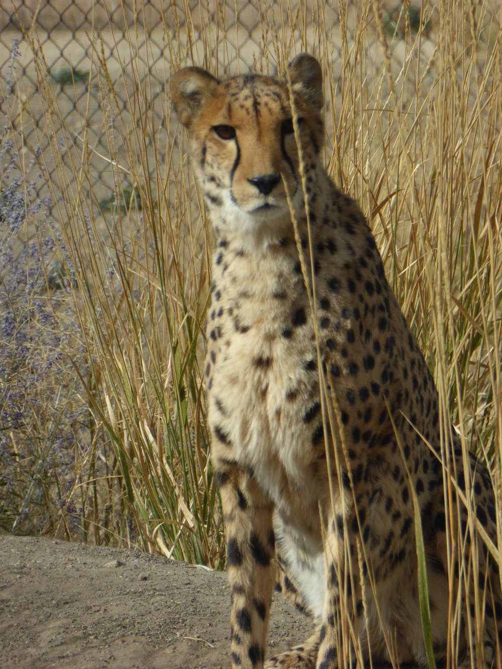 Cheetah_P1180665