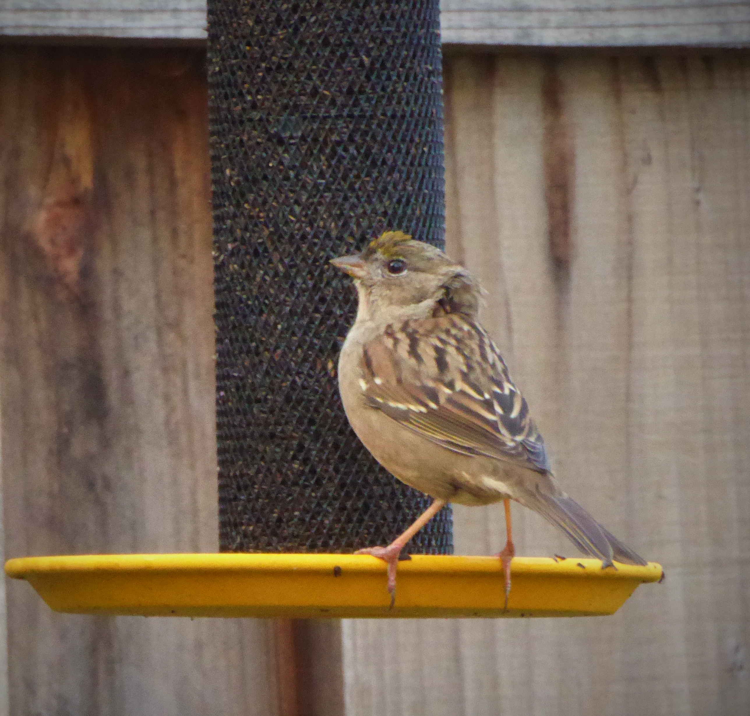 Sparrow_Nov_30_2017_P1190009